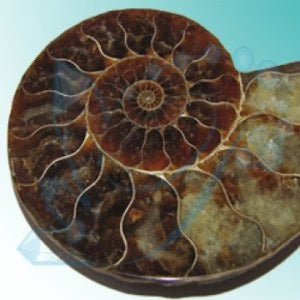 Fossilien
