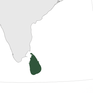 Mineralien und Edelsteine aus Sri Lanka