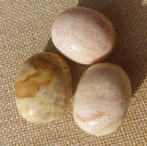 Trommelsteine versteinerte Koralle (Indonesien) – Naturstein, Edelstein, Mineralien, Sammlerstück.