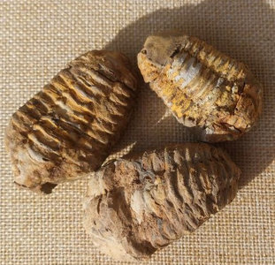 Foto von Trilobit (Marokko) – Naturstein Edelstein Mineralien