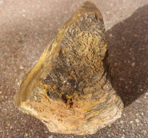 Stromatolith (Bolivien) – Naturstein, Edelstein, Mineralien, Sammlerstück.