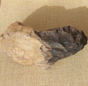 Foto von Versteinertes Holz (Deutschland) – Naturstein Edelstein Mineralien