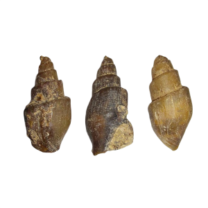 Turritella (Versteinerte Turmschnecken), Marokko